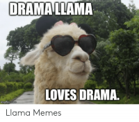 dramallama-loves-drama-imgfip-com-llama-memes-53136210.png