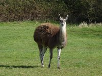 llama.jpg