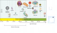 OSC_Microbio_01_03_sizes.jpg