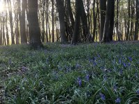 bluebells.jpeg