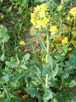 Close-up_view_of_oilseed_rape_(Brassica_napus)_plant,_near_Winterbourne_Bassett,_Wiltshire_-_g...jpg