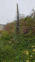 echium.jpg