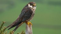 hobby-perched-on-post-alamy-meh792-helen-davies.jpg