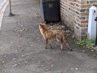 fox at north dulwich2.jpg