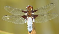 broad-bodied-chaser.-m.-dorsal.-Pete-Beard.jpg