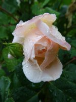 a rose2 resize.JPG