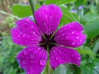 a purple flower resize.JPG