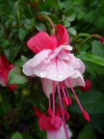 a fuschia resize.JPG