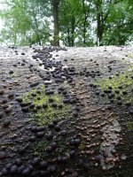 a rabbit poo fungus resize.JPG