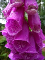 a foxglove resize.JPG