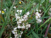 a queen annes lace resize.JPG