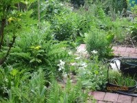 allotment May 20 010.JPG