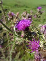 Resize tues thistle .JPG