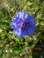 Resize tues cornflower.JPG