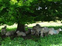 Avebury sheep resize.JPG