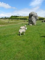 Avebury sheep2 resize.JPG