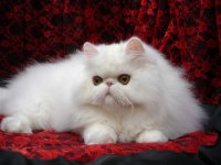 White female Persian2.jpg