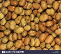 field-bean-vicia-faba-seeds-BX7707.jpg