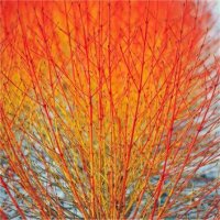 cornus-midwinter-fire-2.jpg