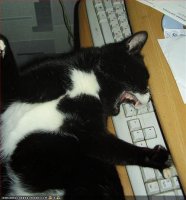 ctrl-alt-meow.jpg