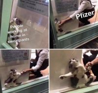 CAT PFIZER.jpeg