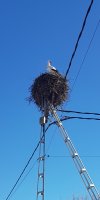 stork.jpg