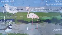 flamingo.jpg