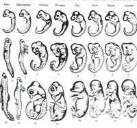 embryo-compare.jpg