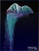 jellyfish.jpg