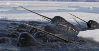 narwhals.png