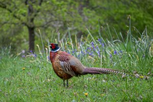 Wakehurst Place_-16.jpg