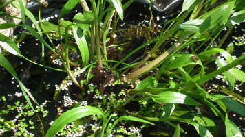 two frogs spearwort may 30.JPG