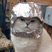 tin-foil-cats9.jpg