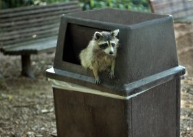 raccoon-trash-bin.jpg