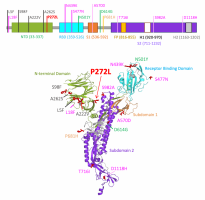 Location of P272L in spike.