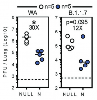 Lung viral titers three days postchallenge to WA and B.1.1.7 variants.