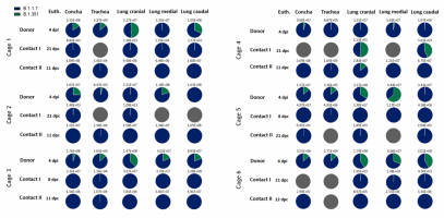 Viral genome load in upper (URT) and lower (LRT) respiratory tract tissues of Syrian hamsters in the competitive transmission experiment between SARS-CoV2 B.1.1.7 and B.1.351.