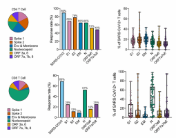 CD4CD8TcellresponsesSARSCoV2peptides.png