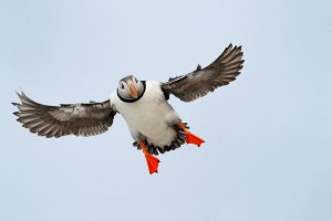 flyingpuffin.jpg