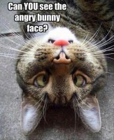 Bunnycat.jpg