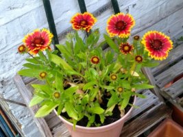 Gaillardia 22 July 21.jpeg