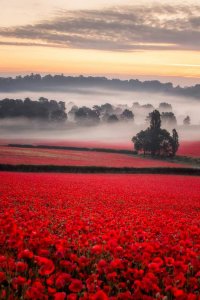 Misty-Poppy-Field-5-SWNS.jpg