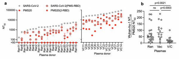 Neutralisation breadth of polyclonal antibodies from vaccinated convalescents: (a) comparison of neutralisation potency of sera from random convalescents (Ran) versus convalescent vaccinees (VC) to the polymutant spike (PMS20), and (b) fold difference in neutralising titres for Ran, vaccinated and VC.