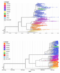 Divergence-based (upper) and time-aligned (lower) phylogenies of delta lineage variants.