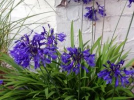 Agapanthus 11 August 21 - Edited (1).jpg