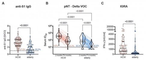 BNT162b2 induced SARS-CoV-2 antibody and T cell response six months after vaccination in HCW and elderly persons: (A) Anti-S1 IgG; (B) pseudovirus neutralisation against the delta VOC; (C) SARS-CoV-2 S1 specific T cell response.