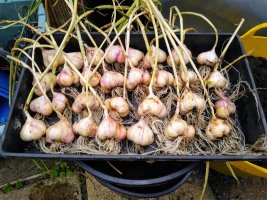 Garlic harvest 30 Aug 21.jpeg