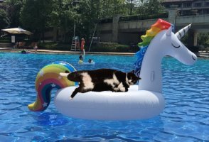 cat-unicorn.jpg