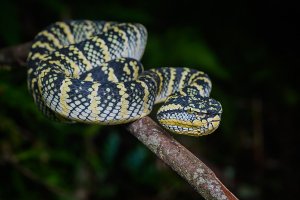 1200px-Tropidolaemus_wagleri,_Wagler's_palm_pit_viper_-_Takua_Pa_District,_Phang-nga_Province_...jpg