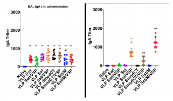 IgA titres after (left) intramuscular eVLP vaccination and (right) oral eVLP vaccination for various vaccine formulations.